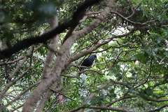 Ducula goliath