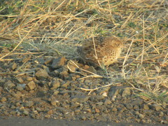 Turnix sylvaticus