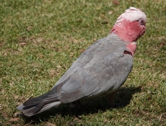 Eolophus roseicapilla albiceps