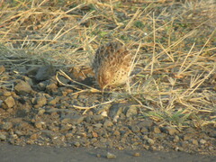 Turnix sylvaticus