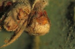 Andricus coconinoensis