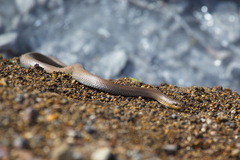 Euprepiophis conspicillata