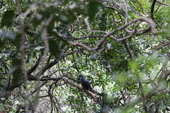 Ducula goliath