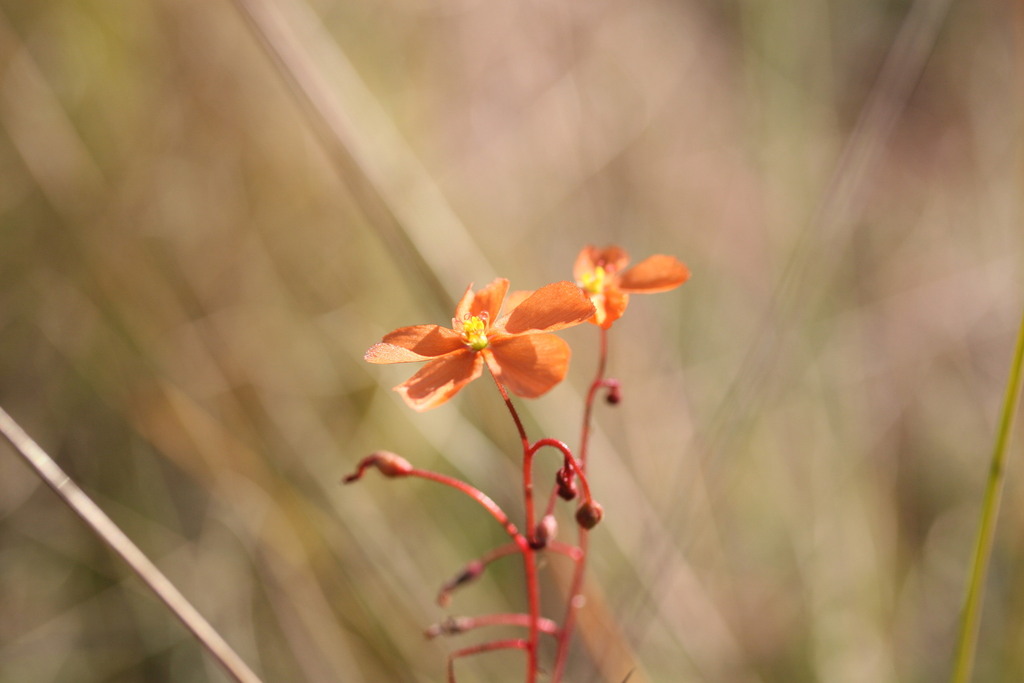 Drosera aurantiaca, Wunaamin Miliwundi Ranges WA 6728, Australia