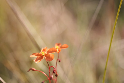 Drosera aurantiaca