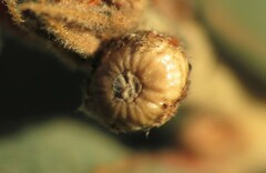 Andricus coconinoensis