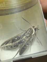 Hyles livornicoides