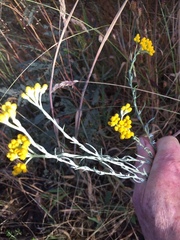 Chrysocephalum semipapposum