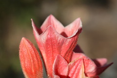 Brachychiton viscidulus