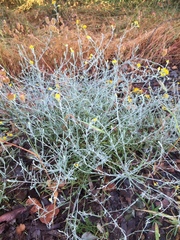 Chrysocephalum semipapposum