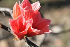 Brachychiton viscidulus