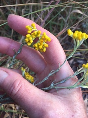 Chrysocephalum semipapposum