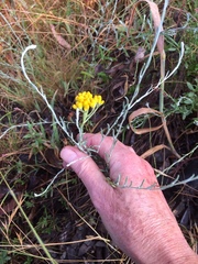 Chrysocephalum semipapposum