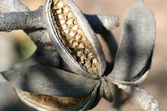 Brachychiton viscidulus