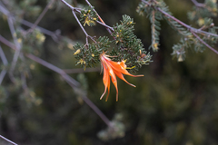 Lambertia ericifolia