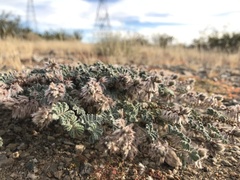 Dalea mollissima