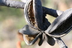 Brachychiton viscidulus