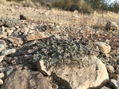 Dalea mollissima