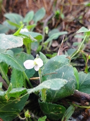 Viola diffusa