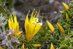 Lambertia echinata