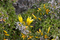 Lambertia echinata