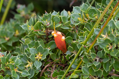 Lambertia uniflora