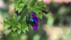 Pseudaugochlora graminea