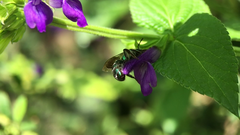 Pseudaugochlora graminea