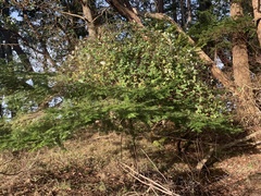 Lonicera hispidula