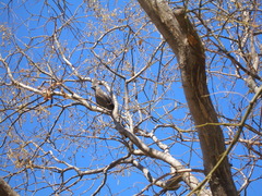 Corythaixoides concolor