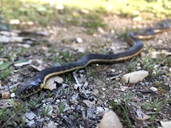 Thamnophis hammondii