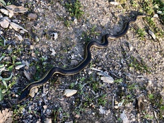 Thamnophis hammondii
