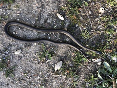 Thamnophis hammondii