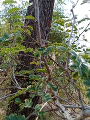 Pterolobium hexapetalum