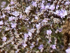 Limonium hyblaeum