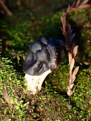 Helvella vespertina