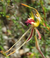 Caladenia parva