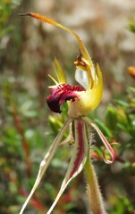 Caladenia parva