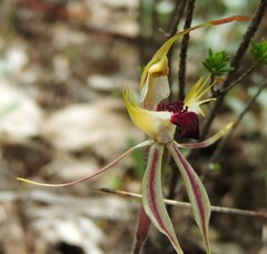 Caladenia parva