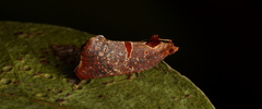Glyphidoptera insignana