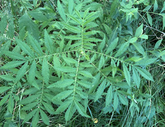 Agrimonia parviflora