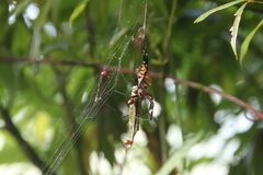 Argyrodes miniaceus