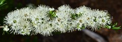 Kunzea ambigua