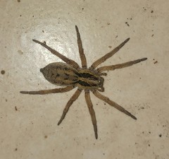 Hogna ferox