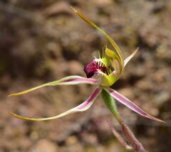 Caladenia parva