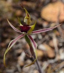 Caladenia parva