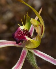 Caladenia parva