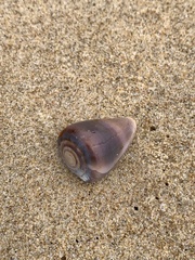 Conus papilliferus