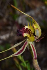 Caladenia parva