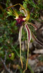 Caladenia parva